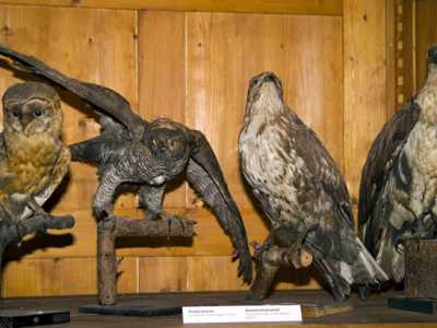 L'imbalsamazione degli animali